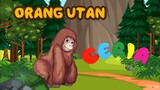 CERIA - Belajar Tentang Orangutan Bersama Adit & Sopo Jarwo
