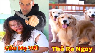 Thú Cưng TV  | Trứng Vàng và Trứng Bạc #51 | Chó Golden Gâu Đần thông minh vui nhộn | ets smart dog