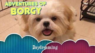 The Adventures of Borgy the Shih tzu- Daydreaming