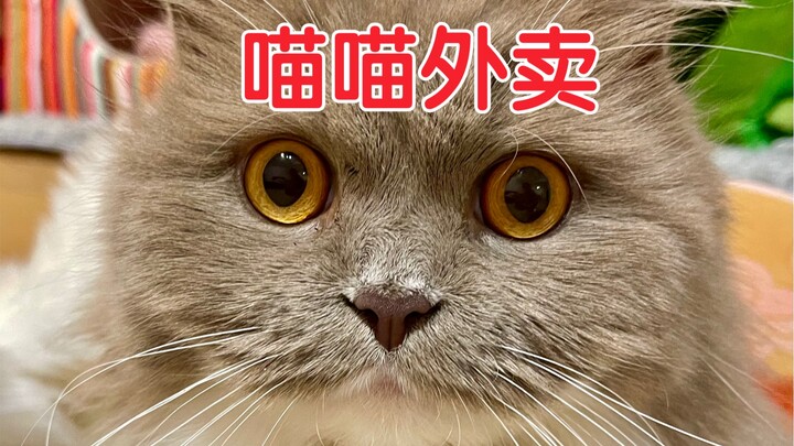 老鼠还在，猫跑了！！！