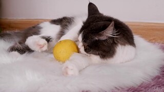 Cats React To Lemon