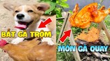 Thú Cưng Vlog | Bông Bé Bỏng Ham Ăn Và Bí Ngô #9 | Chó thông minh vui nhộn | Smart dog funny pets