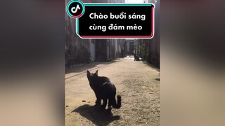 Buổi sáng cùng đám mèo mèo meow Nguyenhoanghaidang meocute meohoang cat catsoftiktok catvideo