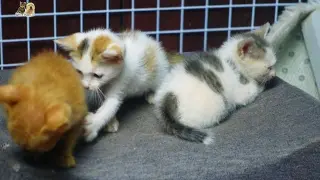 Adopted kitten ask orphan kitten to play with her