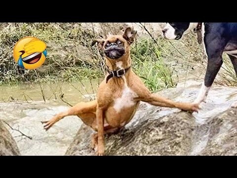 Funniest Cats And Dogs Videos 😁 - Best Funny Animal Videos 2024 🥰#5