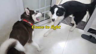 [Hewan]Saat Husky bertarung dengan Border Collie...