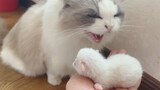 [Động vật]Những khoảnh khắc dễ thương của mèo và mèo con