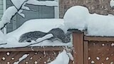 (Binatang) Tupai bermain dengan salju