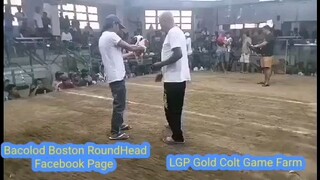 LGP White Professor LGP Gold Colt Game Farm #LGPGoldcoltgamefarm #lancelotdelatorre #teamLDT