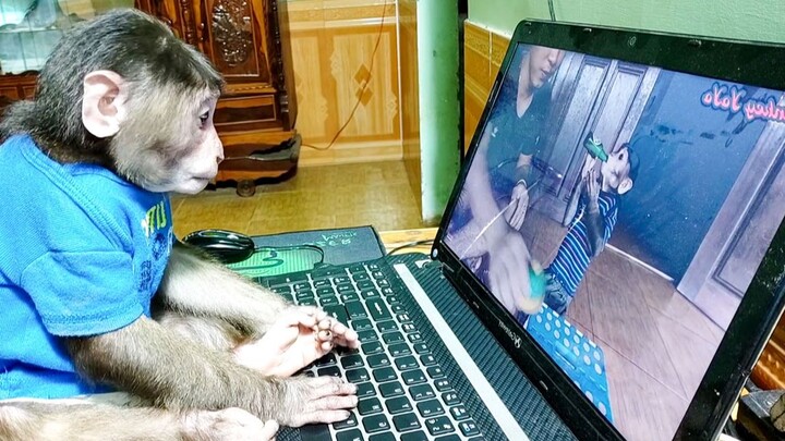 一只在便携电脑上工作的自信的小猴