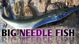 big needle fish vlog 13