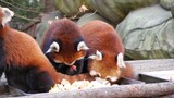 Two popular Red Panda stars have dinner together