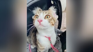 Nhìn mặt uy tín thế 😀😀😀 cat catsoftiktok catcute mèo meocute meowmeow Love funny catlove