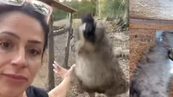 A violent emu from abroad likes to make sneak attacks, but its owner blocks it neatly and makes neti