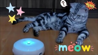 Not Interested | Cat Vlog #9