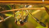 Backswimmer Insects Drag Prey into the Upside Down | Deep Look ( https://youtu.be/PM5hWu-nocY )