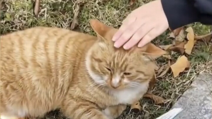 When a college student meets a cat! Two of the clearest groups meet...