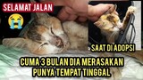 Kisah Kucing Kurus Kering Tua di adopsi Dari Jalanan Sampai Meninggal Dunia Di Basecamp..!
