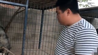 We have seen many cases of dogs relying on human power, but have you ever seen people relying on dog