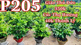 Mai vàng chơi tết p205 | 0706938527 Quế Anh | mai giảo chơi tết giá 350k/1c - cuc thọ hương 40k