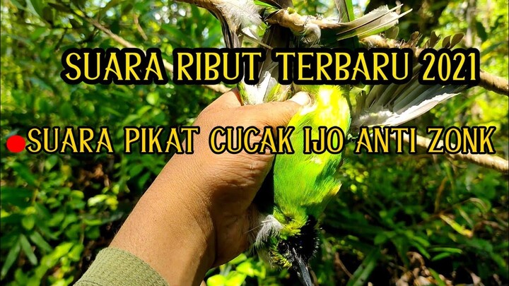 SUARA BURUNG RIBUT PLUS CAK IJO INSA'ALLAH JOSS.#SUARA_BURUNG_RIBUT2021