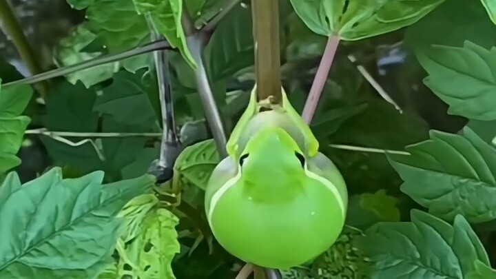 Cute frog~