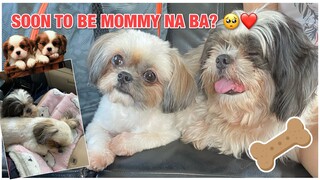 BUNTIS NA YARN? 😍 SHIH TZU IN HEAT UPDATE |