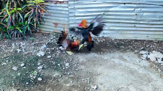 Sparring muna. Exercise sa ating mga alagang manok. #sparring #exercise #elturo #vitmin357 #stallion