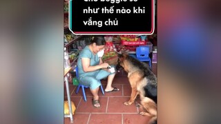 sponsored Beggie là 1 trong những giống chó không thể đổi chủ. Chó nhà bạn thì sao? beggie#thucung#betom#cute#dangyeu#chocanh#fyp#xuhuong