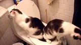 10 แมวน่ารักใช้ห้องน้ำเพื่อฉี่และฉี่ - วิดีโอแมวตลก 2016
