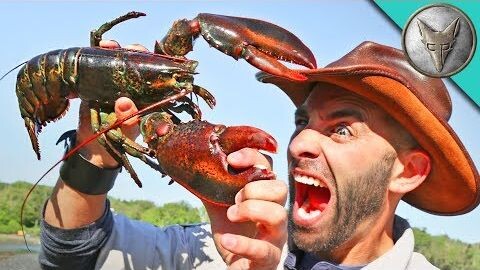 PINCHED by a LOBSTER!