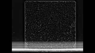 Time-lapse microscopy: phase images of E. coli cells growing in a microfluidic device for 24h