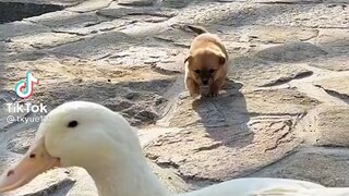 Pet Besties 🥰
