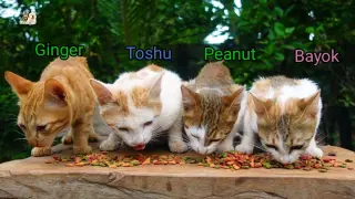 Harmony Cat Family Eating Food at the Yard