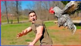 Funny Animal Attack | Extreme Try Very Hard to not Laugh. 🔥