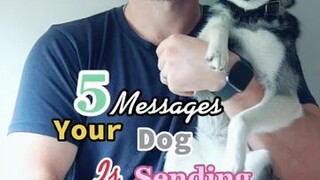 Does your dog do any of these behaviours? LearnOnTikTok doglove  language