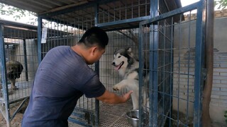 经过我和黑豹双重教育下，恩佐护食已经好多了，还有黑豹为啥服我