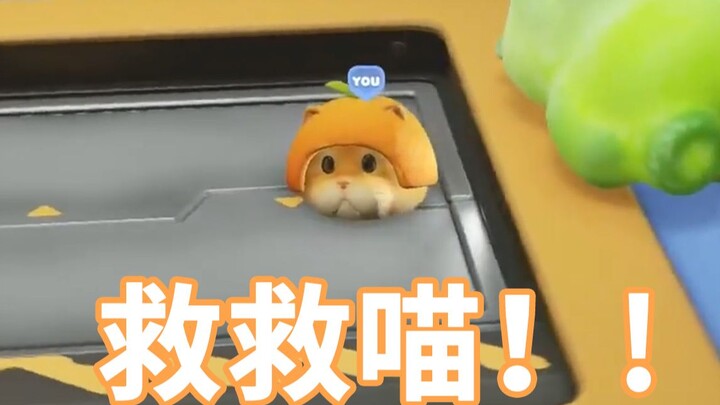 喵的脑袋被夹住啦！！！