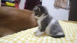[Hewan]Momen lucu kucing dalam kehidupan sehari-hari