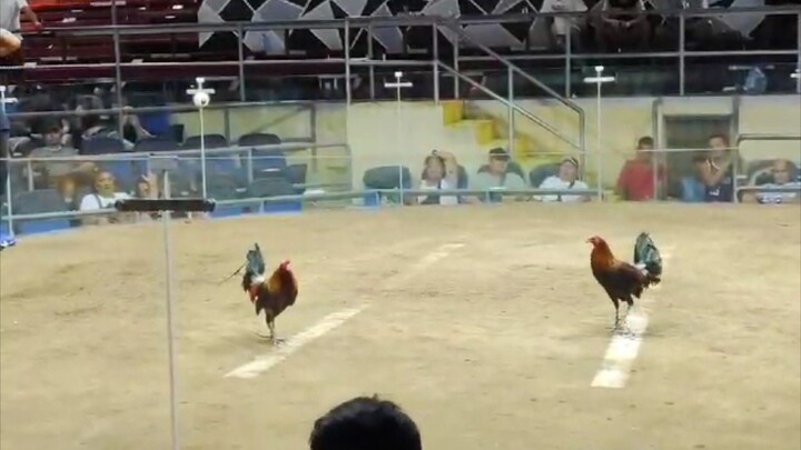 Pilar Collesium  Gilmore hatch 14 months win vs 3 years old cock