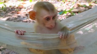 Beautiful girl Yaya playing alone in the jungle looking for tiny Toto