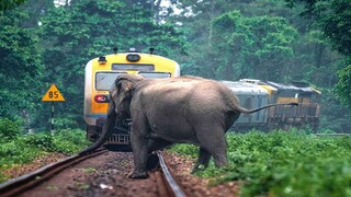 JANGAN DI TONTON !!! Detik detik Mengerikan Hewan Tertabrak Kereta Yang Terekam Kamera