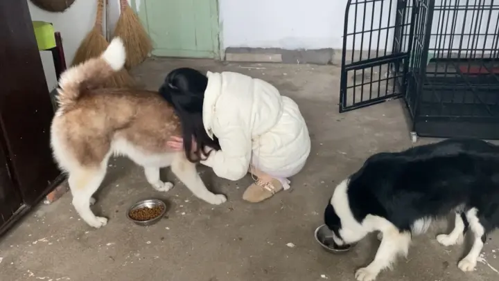 [Dog] The dogs are thrilled to see their keeper