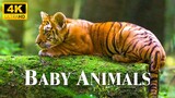 Baby Animals 4K - 200 Cute Moments Of Baby Animals With Relaxing Music