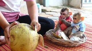 Baby Monkey | Adorable Tiny Maki and Baby Maku Sit in Basket waiting for Mom to drink coconut water