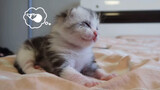 [Hewan]Si Anak Kucing Akhirnya Membuka Matanya! Hatiku Meleleh!