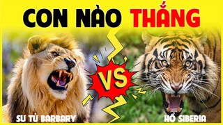 Sư Tử Barbary VS Hổ Siberia | Con Nào Thắng - Trận Chiến Huyền Thoại Hay Nhất