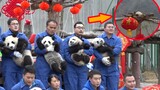 After the panda babies have left the stage, one seems to have been left behind