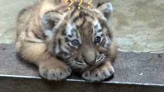 Are you confused, little tiger?