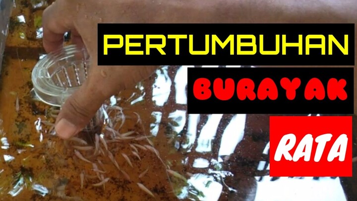 2 Manfaat Corong Tempat Cacing Sutra Untuk Burayak Cupang